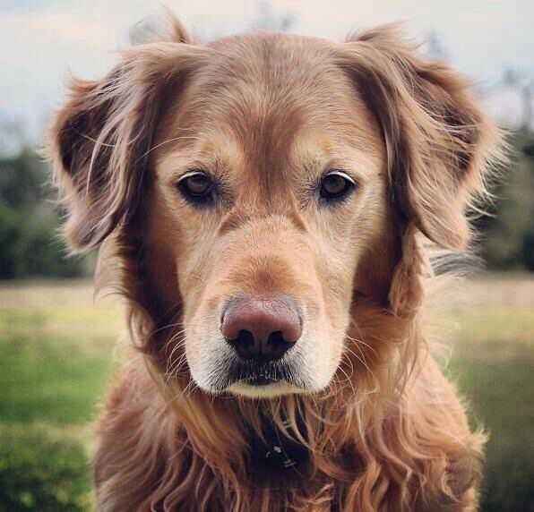 Morris_Animal's tweet photo. A Hero Always Scouting for Something to Do http://t.co/9XV1ZnvLJa #GoldenStudy http://t.co/8yze140T45