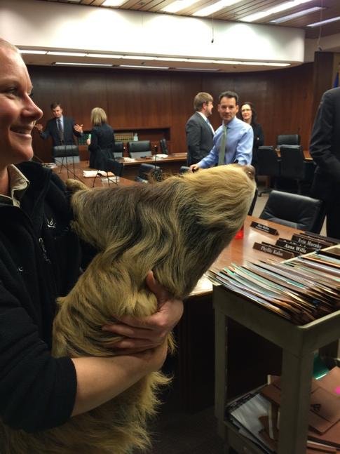 ComoZoo's tweet photo. Chloe the #Sloth visits the MN State Legislature with   @ComoFriends http://t.co/Bndicmmam8