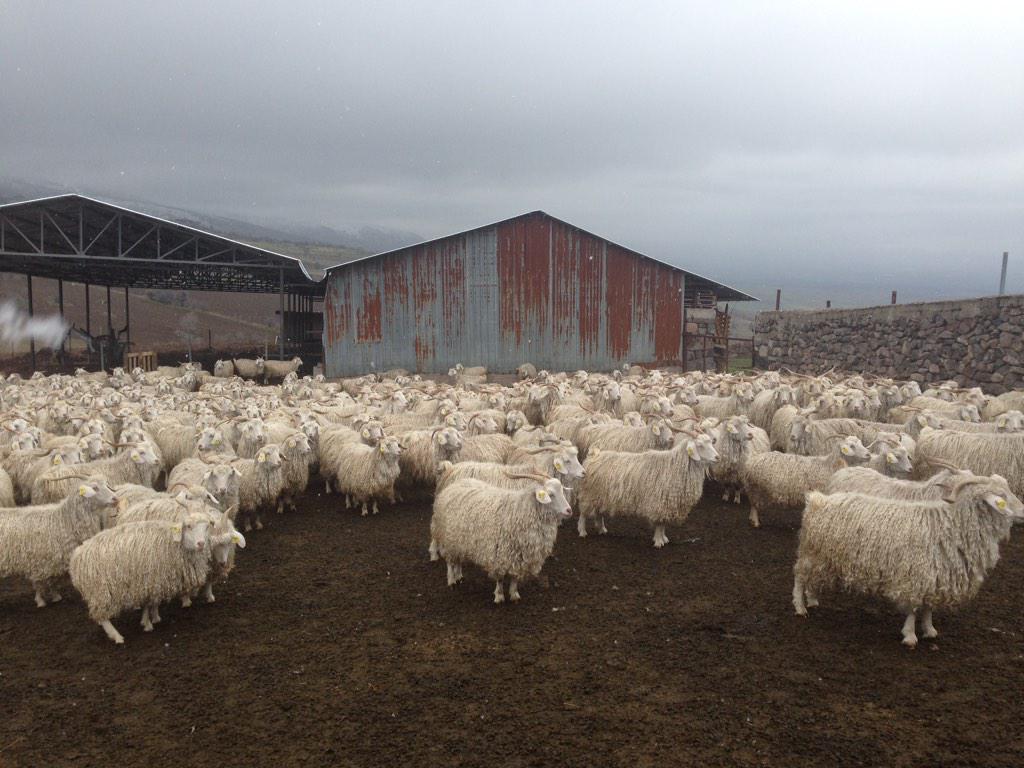 Bugün buradaydım. Ankara Ayaş burası. 1200 tiftik keçisi var. Tek kişi kalmış. İhracatta lidermişiz 80'lerde. Bitmiş