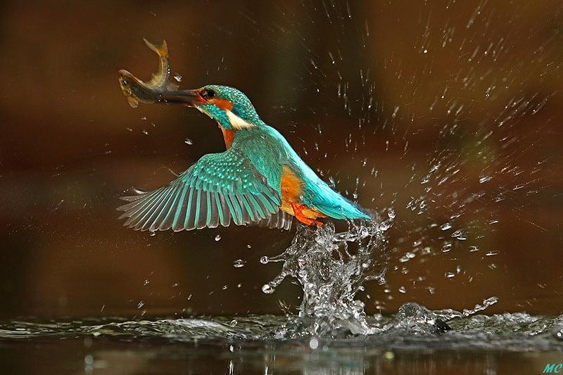 Птицы тоже ведут себя по разному. Пейзаж с зимородком и рыбой. Птица любящая рыбу. Пол Никлен фотография животного через сквозь листву.