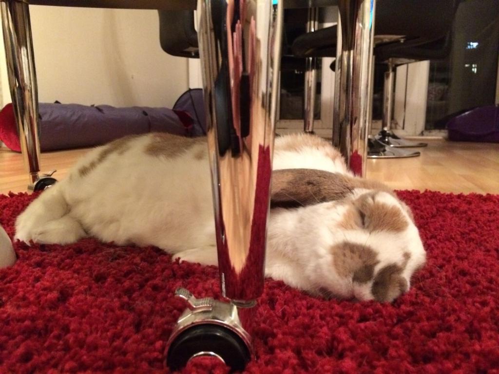 It has been a reeeeaaally tough day.... 😉 #Flopsies