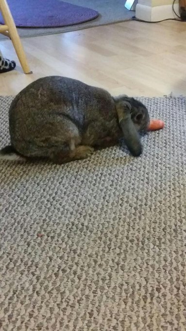 My little Playboy Bunny 😂😂🐇🐰 http://t.co/v3vUPtKyhu<a href="/tag/muah"class="tags"><span>#muah</span></a>