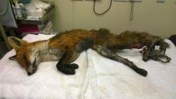 MandulaMike's tweet photo. “@wildlife_posts: Two Foxes Killed by Illegal Gin Traps http://t.co/pQZHFa9p0J  @wildlifeaid @LeagueACS http://t.co/j05cBXjwHb” #nrt255