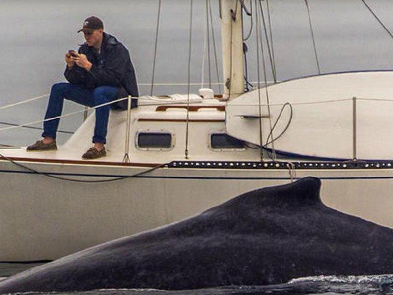 GregoryMcKeown's tweet photo. MUST SEE: Guy glued to phone misses huge whale! #essentialism #trickedbythetrivial http://t.co/6BAsITbmKt