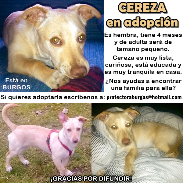proteburgos's tweet photo. Cereza en adopción responsable en #Burgos Buscamos una familia para esta pequeña. Nos ayudas? Gracias! #perro #adopta http://t.co/WixLTACT71