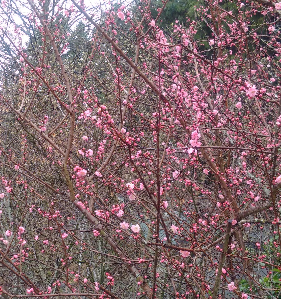 #BCFamilyDay and the cherry blossoms come early on the West Coast. #staycationBC #exploreBC