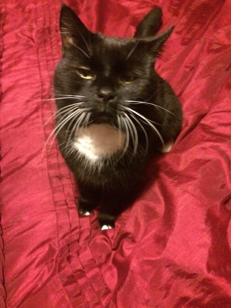 LeoTheKitty1's tweet photo. Have to say I'm looking pretty handsome tonight mol #wlf http://t.co/gdBU0vqvRA