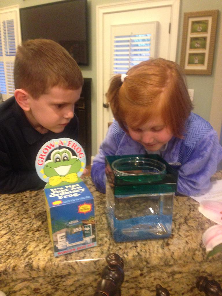 gvilleredhed's tweet photo. @FallonTonight Our kids got a pet tadpole. Which they have named Jimmy Fallon. #growafrog #tonightshow http://t.co/NYyzzxfITU
