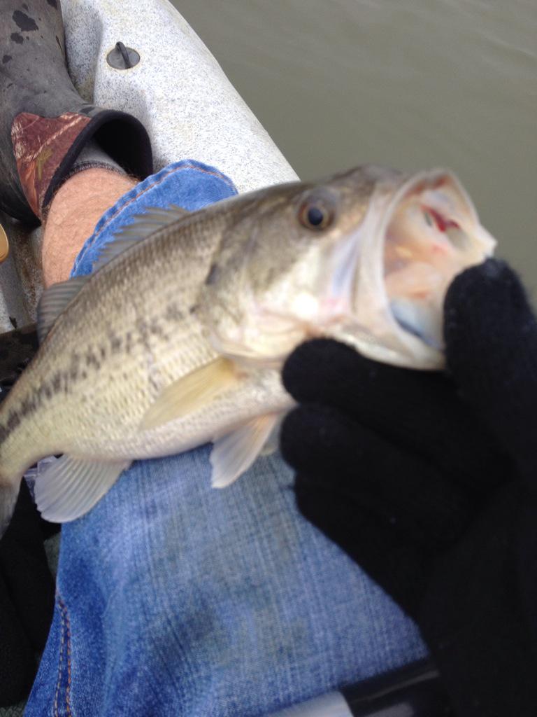 lapbass's tweet photo. @lapbass I threw several baits but d old Rooster just brought it again. Lots of moss on bottom n 3ft.Why shad r there http://t.co/omCnmcwulg