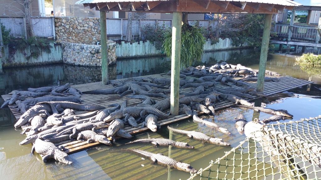 HandMadeFlorida's tweet image. Gator belts anyone?!?!