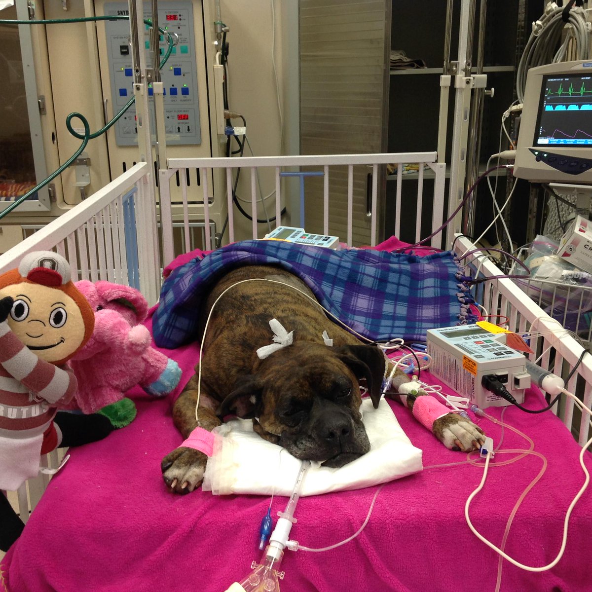 CNN's tweet photo. This sweet girl tried to save her owner during a house fire. Now she's fighting for her life. http://t.co/OuA5fYpXgF http://t.co/joxmSolAiV