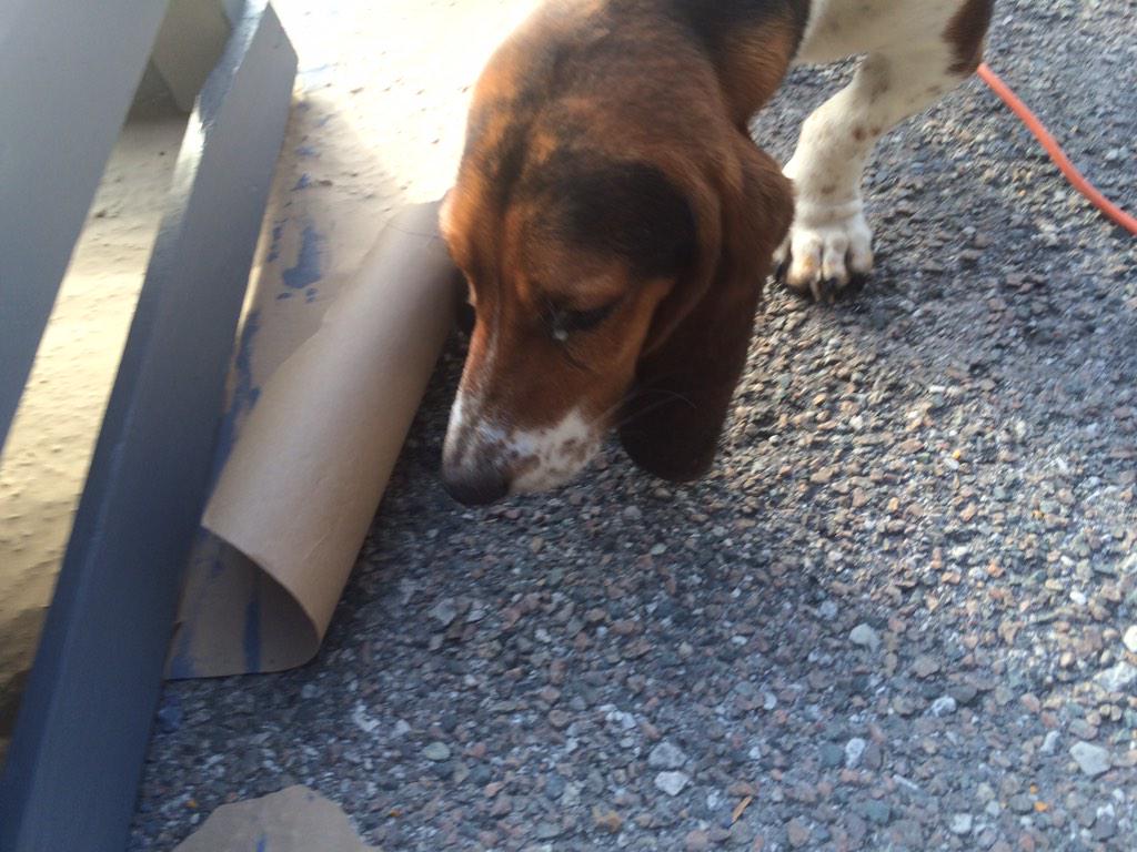 HF_Dogs tweet picture