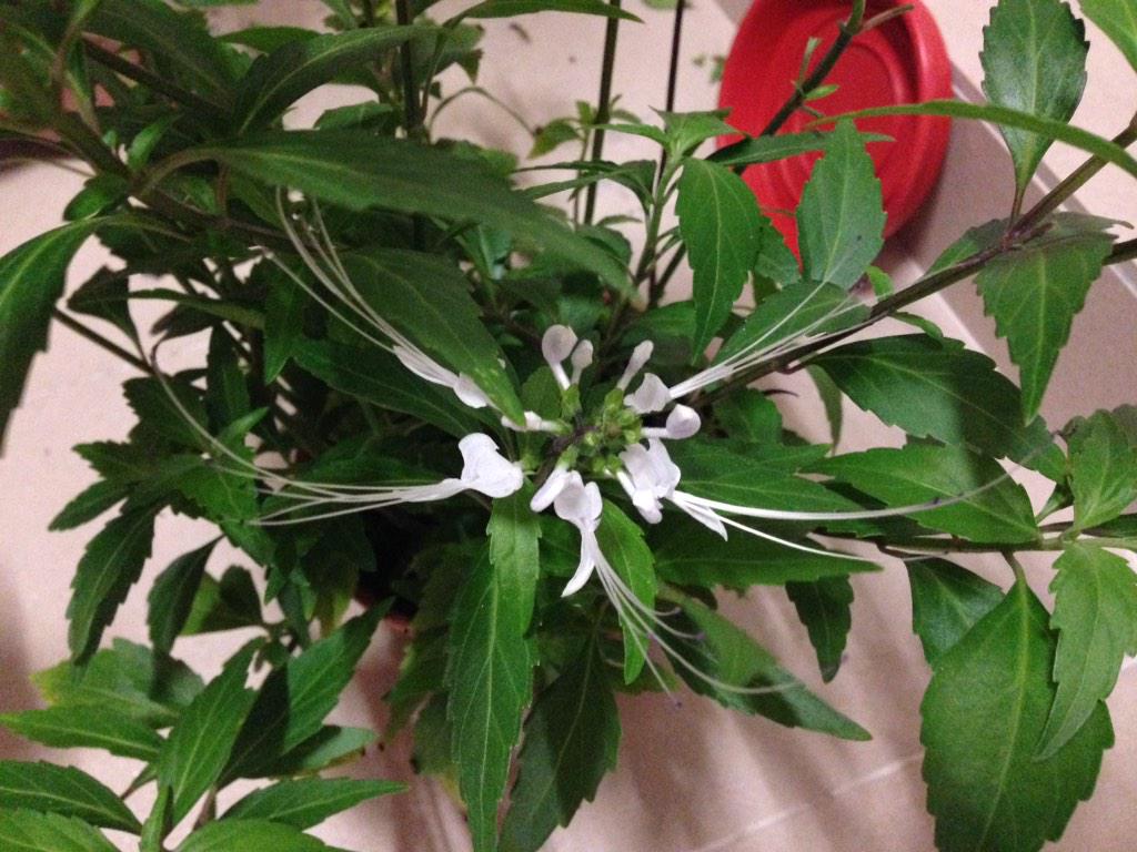 misaikucing - Twitter Search