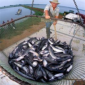 vietfish's tweet photo. USDA Catfish Production in 2014.....
http://t.co/uaputMjhsB http://t.co/B9tKNMZMXm