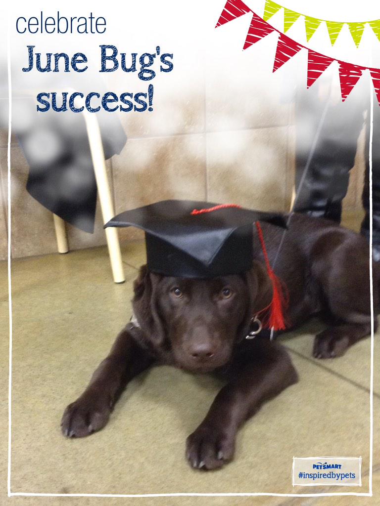 EmilyHendren's tweet photo. So proud of June on graduating puppy school! And she wasn't even the worst in the class tonight (just most vocal). http://t.co/9tpte3UV1Z
