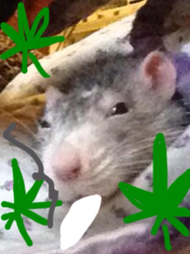 boogity's tweet photo. @livseidel @ratticus @420 http://t.co/fVPBrGzSLR