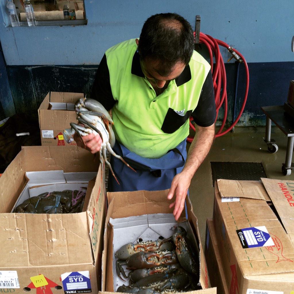 ClaudiosSeafood's tweet image. Tiger sorting out delivery live mudcrabs from Gladstone. Amazin cond.
#Gladstone #mudcrabs #live #claudiosseafood