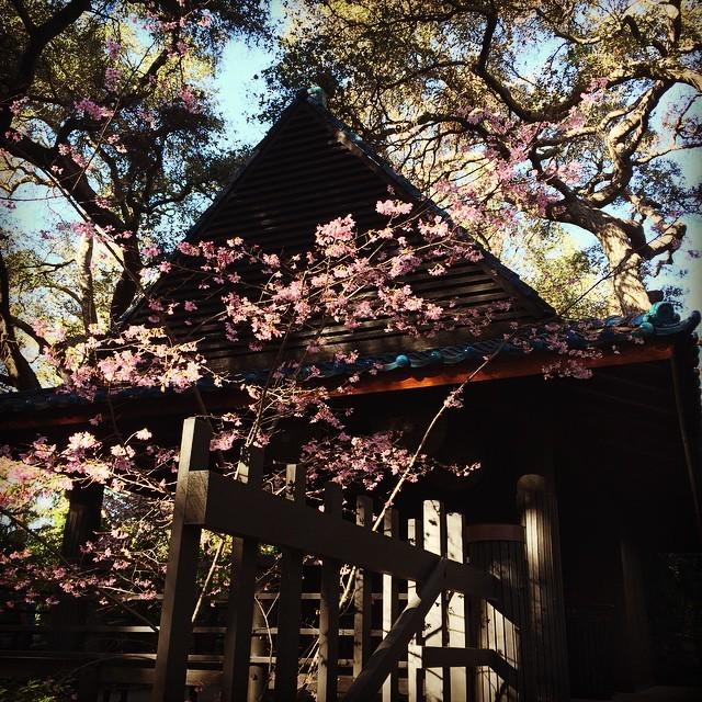 DescansoGardens's tweet image. Cherry blossom time. #notspringyet #confusedtrees #losangeles