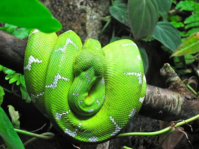 SnakeFax tweet picture