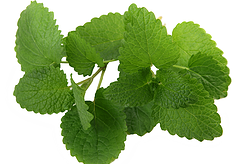 LiveMooreNZ's tweet photo. What's Naturopathy?
http://t.co/JQhngnbIiP http://t.co/b1662o10eB