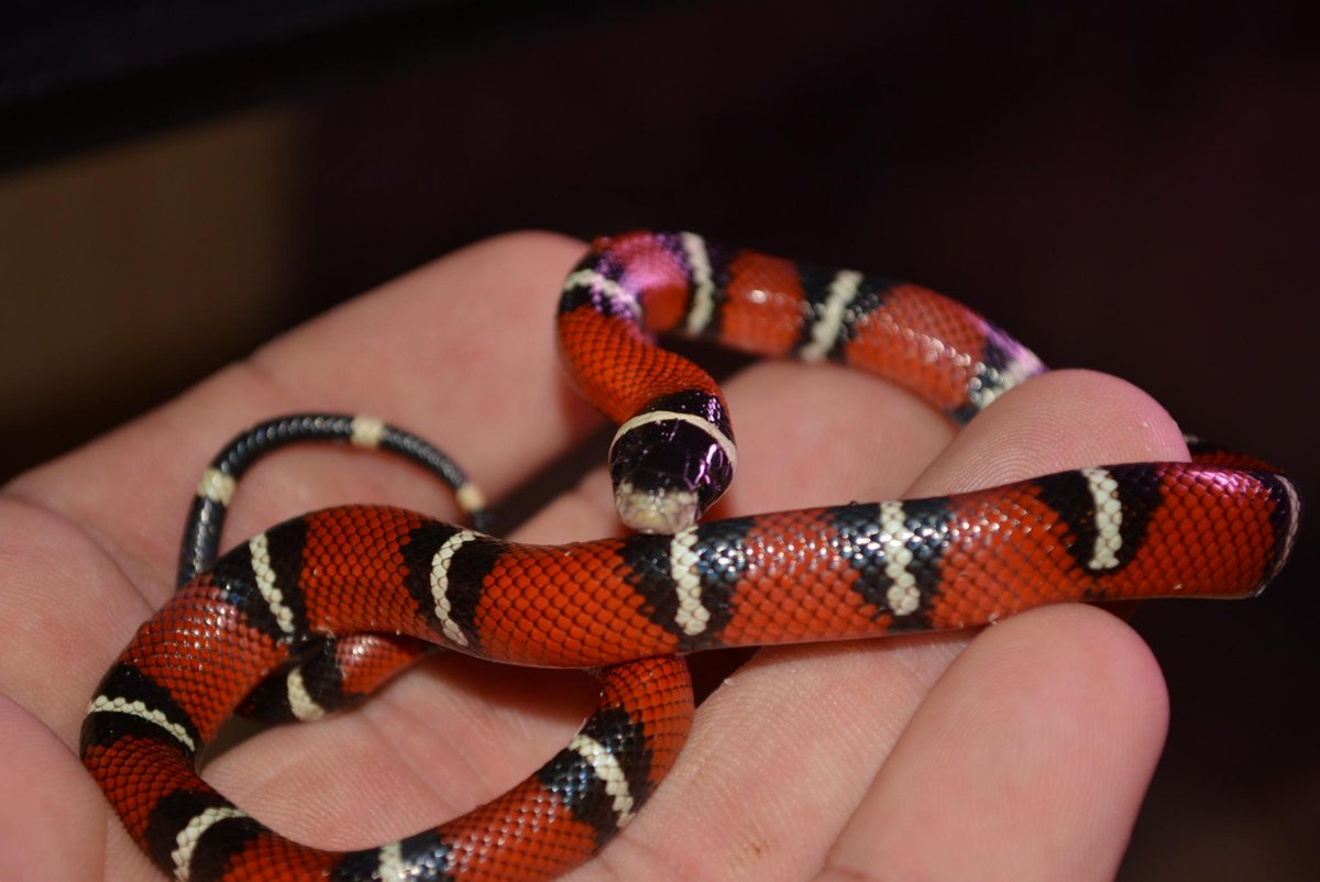 The newest addition to my family ;)