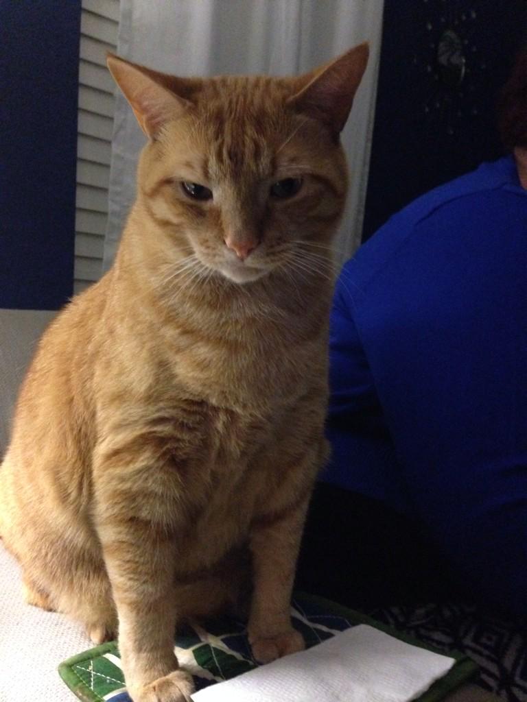 katieloud's tweet photo. Kayla is reeling after @Ryback22's loss. They have the same motto: "Feed me more" #wwe #raw #rybackvsrollins http://t.co/kftkX7OxTH