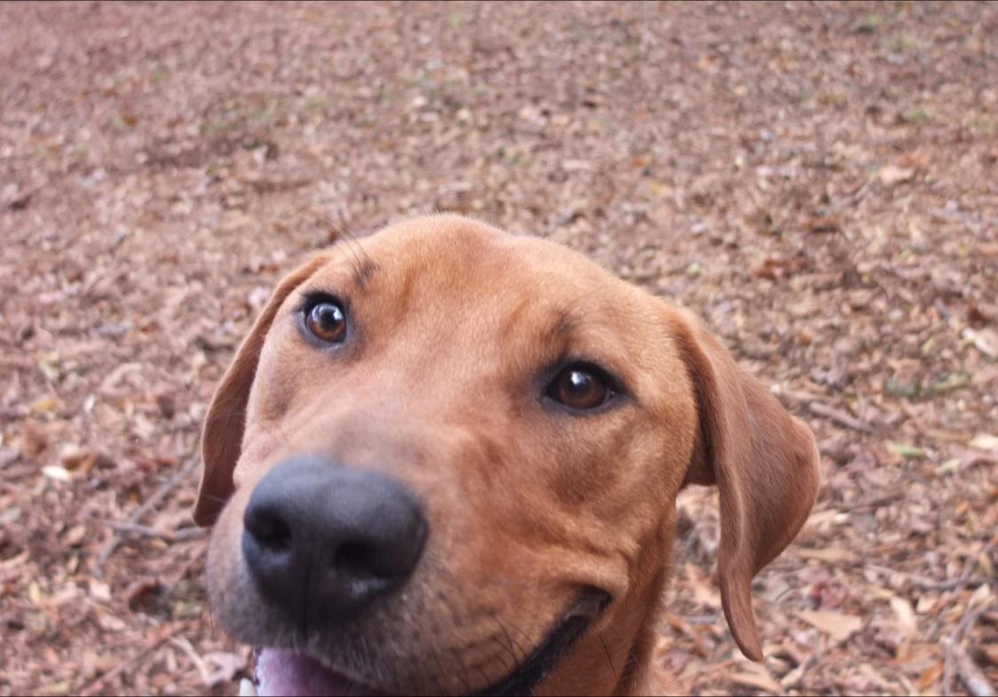 pawsatlanta's tweet photo. Marcus kept demanding our phone to take his own picture. Well, there you go, Marcus! RT #adoptmr http://t.co/esReHVsE7U