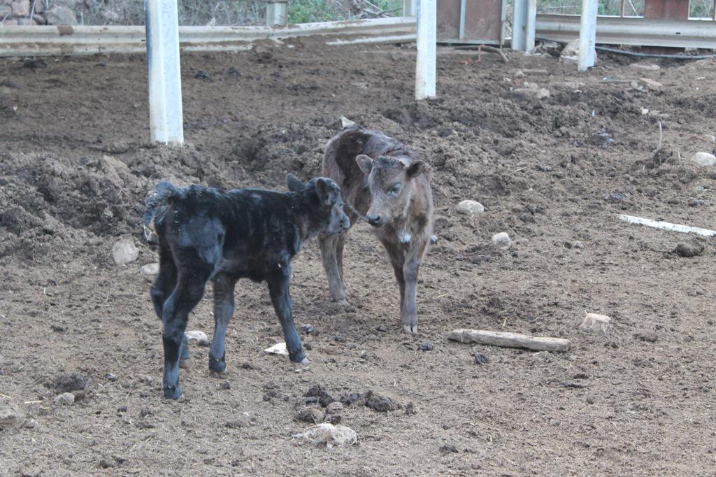 Dos nietas de la vaca Duquesa con todo el futuro por delante.