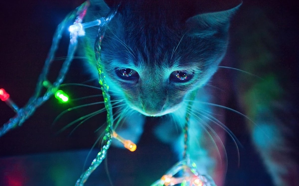 TheKattyKatt's tweet photo. Cant help but be lookin at Kats in math Klass, SOOO CUUTEE!  
😭😍😹😻💜
#2cute4me #Catastrophe http://t.co/FNR00aMNyZ