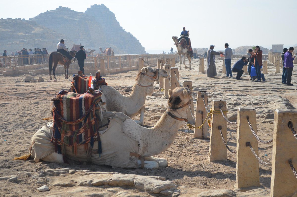 InshapeEgypt's tweet photo. Noha est de retour depuis 2 jours. Voici quelques photos de son séjour aux pyramides! http://t.co/6ERLNK8BLO