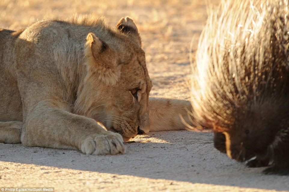 さいたま改２ on Twitter: "【南アフリカ共和国】カラハリ砂漠で撮影された、ヤマアラシに手も足も出ないライオンの群れ http://t.co/nfhiUu393i 鼻に針がぶっ刺さって痛そう…ライオンのシュンとした顔がなんとも＾＾； http://t.co/ZZCGAZOUIl" / Twitter