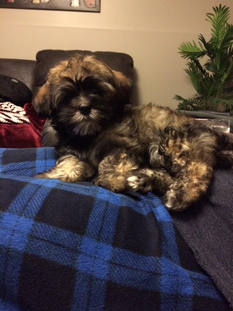 TJ_93's tweet photo. Sweetest puppers <3 http://t.co/x5i0dosHAd