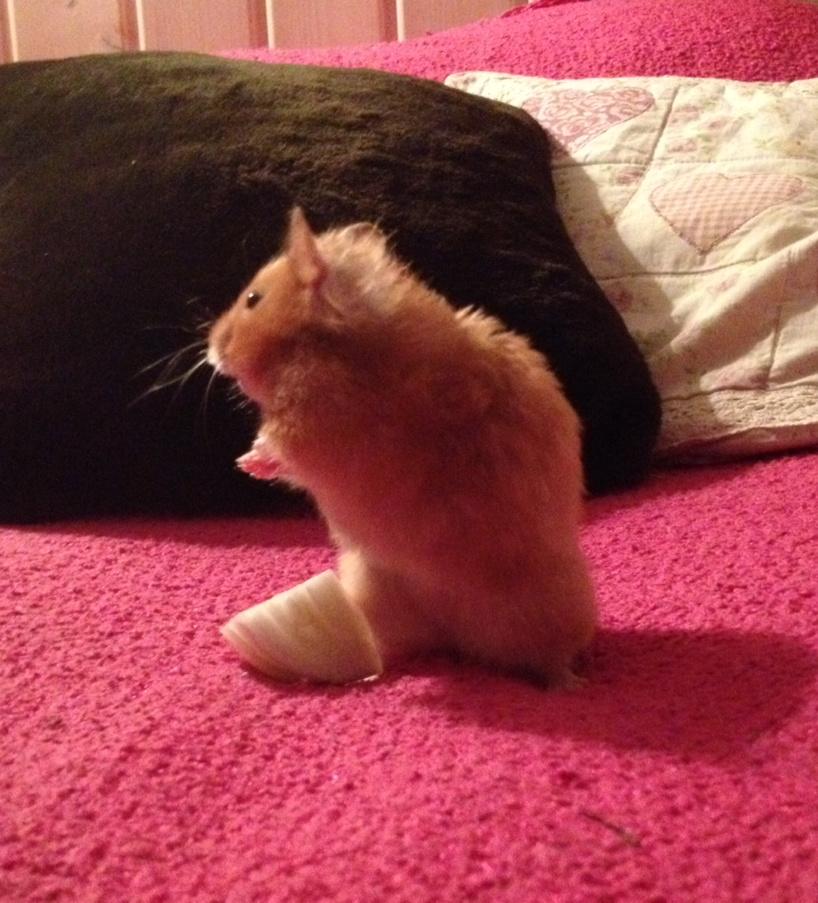 JessieHamster's tweet photo. want some cabage@HamsterMiffy? http://t.co/zNzWhAntbq