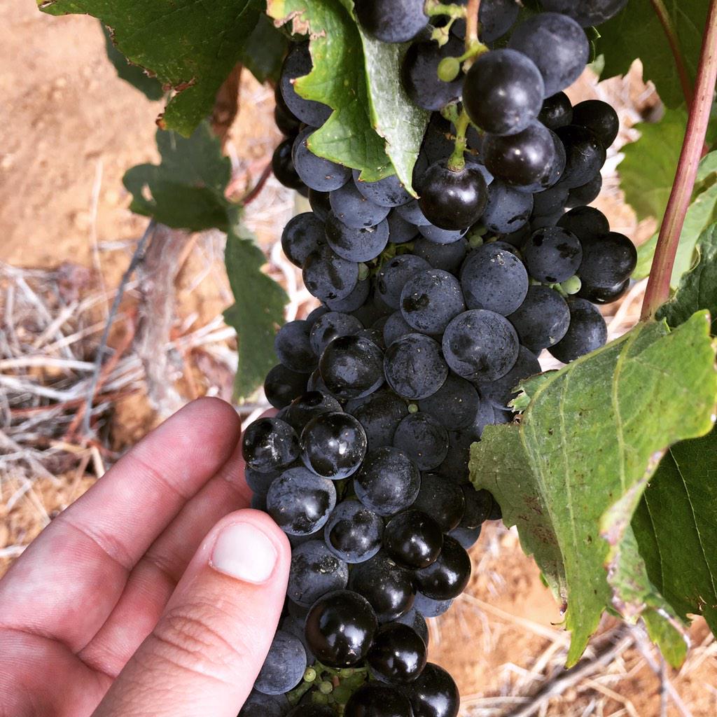 Cathedral Cellar tweet media