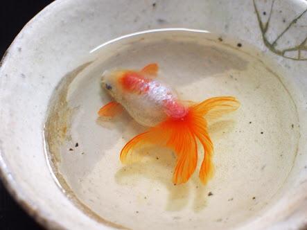 深堀隆介 金魚絵 足袋 (展覧会の詳細 | 佐野美術館 Sano Art 深堀隆介 金魚絵 足袋 (展覧会の詳細 | 佐野美術館 Sano Art
