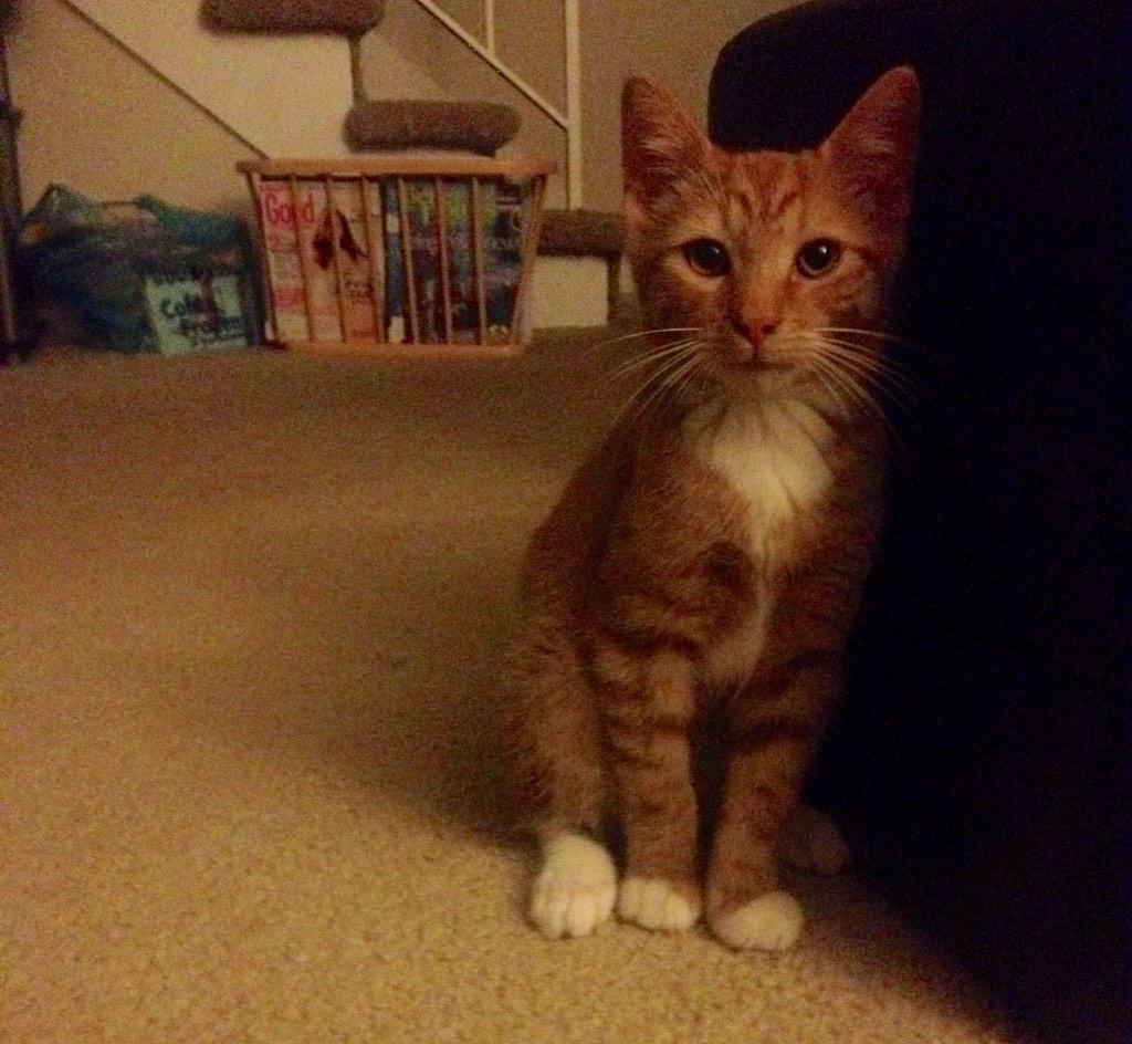 mollytessnear's tweet photo. Our #kitten! #CatsOfTwitter #MrTimn β@MatthewTessnear: Now introducing none other than Mr. Timn :) http://t.co/W5omfC2BVHβ