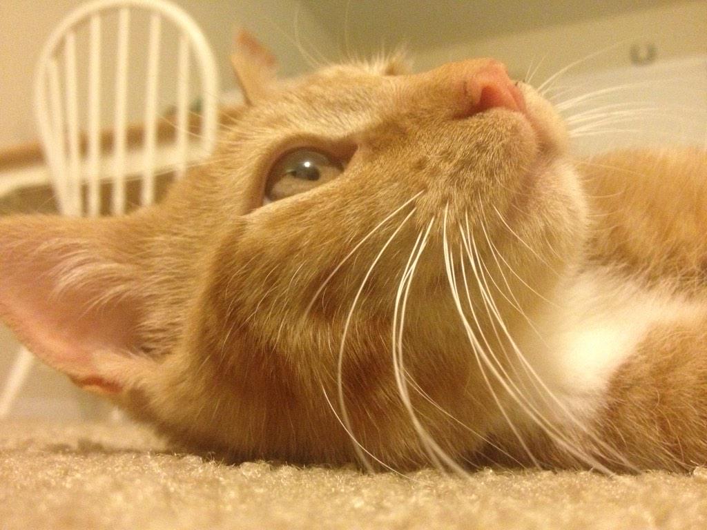 mollytessnear's tweet photo. Our #kitten! #CatsOfTwitter #MrTimn β@MatthewTessnear: Now introducing none other than Mr. Timn :) http://t.co/W5omfC2BVHβ