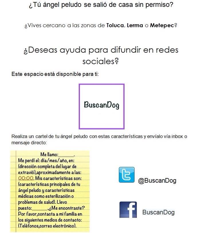 BuscanDog tweet media