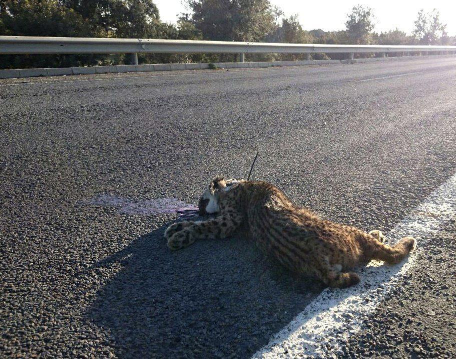 agencia_sinc's tweet photo. Muere atropellado un ejemplar de lince ibérico en una carretera de Doñana http://t.co/1mNDefKFxU @WWFespana http://t.co/sq79O0W5aa