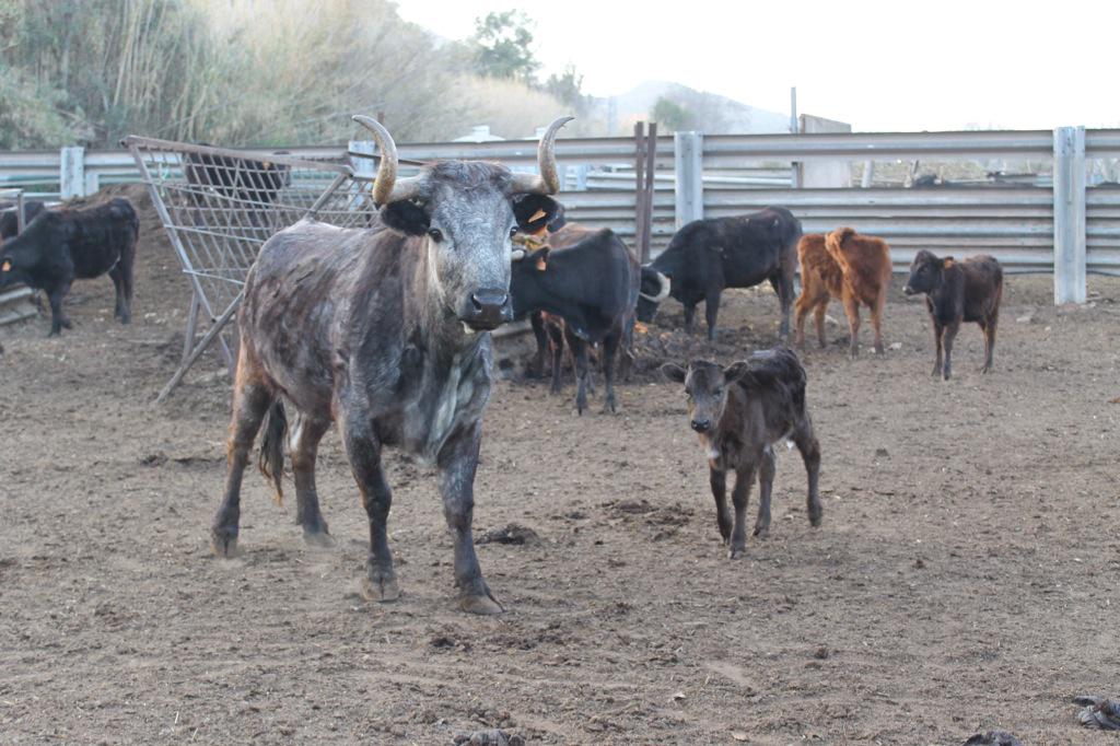 Duquesita y su becerra