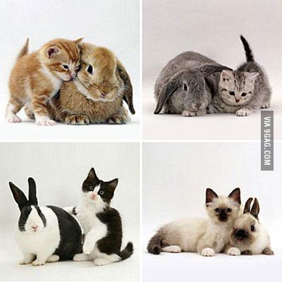 RT <a href="/gimseung/">짐승 태</a>: 누가 토끼고 냥이냥?