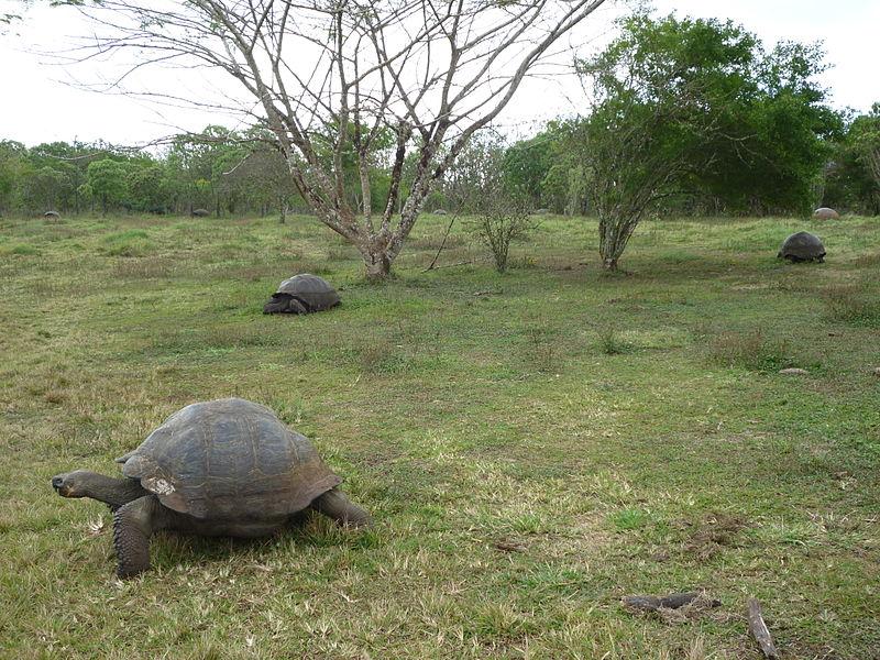 Giant tortoises &amp; greening household behaviour bit.ly/1FsSeSR #OECD Insights on #climate change, by @anaazia