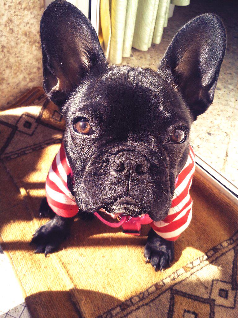 tatiana12sh's tweet photo. @BulldogFrances3  @frenchiemania @jcrp12  Sale un rayo de sol y ai que va la gorda!! http://t.co/7aPeml9X6M