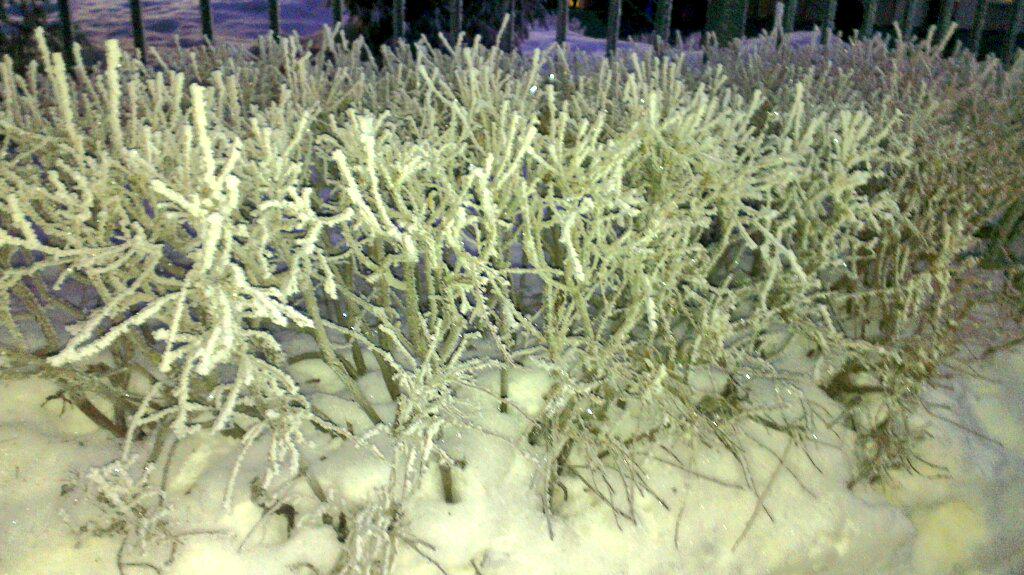 Lis_Chi's tweet image. Зима она красива