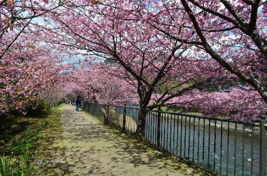 河津桜まつり15