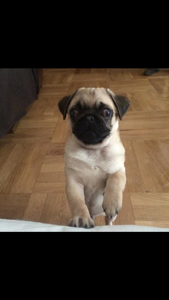 #rankingkiss os presento a Joselito