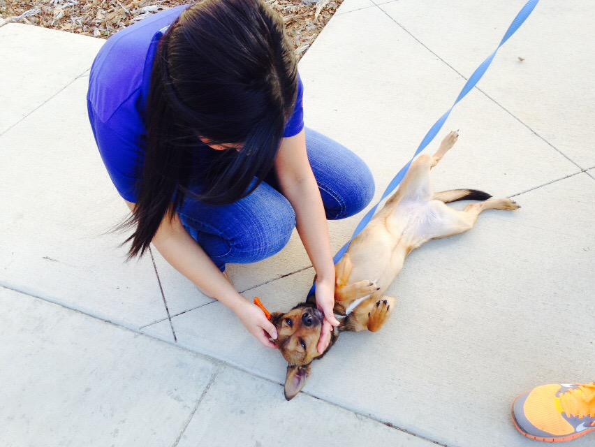 Cindy_TXTCU's tweet photo. Come in and adopt your dog today #txtculovedoc #UTA http://t.co/MnDJQ3DYwM