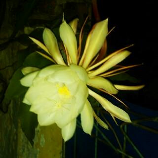 LilisSuryanthi's tweet photo. Kembang wijaya kesuma mekar mewangi sepanjang malam trmsk bunga langka asli Indonesia. http://t.co/hw9CZ6MKbI