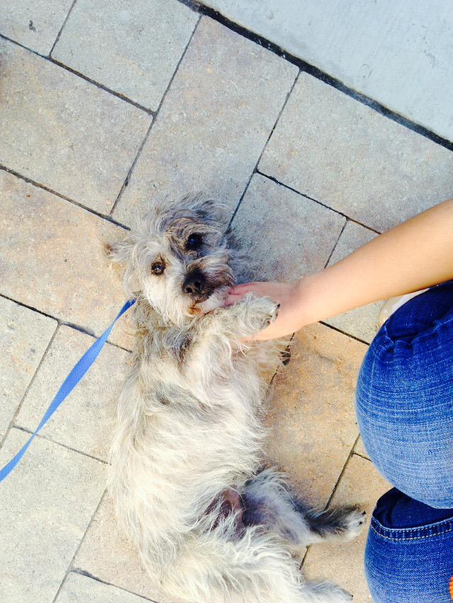 Cindy_TXTCU's tweet photo. Come in and adopt me #UTA #txtculovedoc http://t.co/se4Q9JZ1Vp