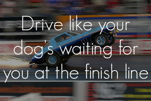PetButlerFL's tweet image. Our advice to race car drivers: